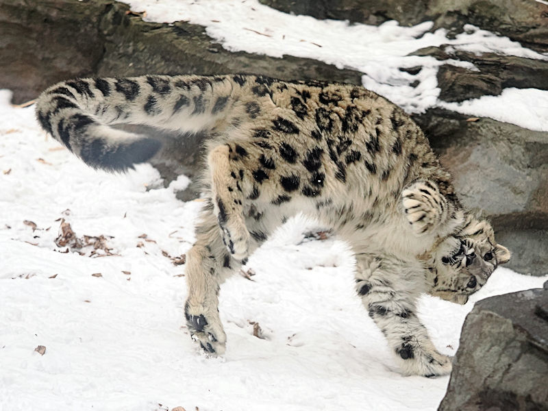 ユキヒョウっ子のヒカリ　雪の中で遊ぶ_f0224624_17352709.jpg