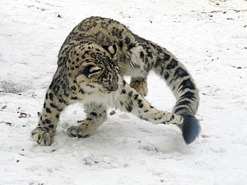 ユキヒョウっ子のヒカリ　雪の中で遊ぶ_f0224624_17395433.jpg