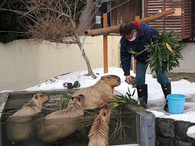 雪の動物園の「カピバラの湯っこ」（後編）_f0224624_20114277.jpg