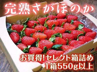 熊本産高級イチゴ『完熟さがほのか』大好評につきご注文から出荷まで少々お待たせしています！_a0254656_16455441.jpg
