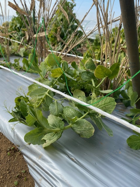 　立春です　厳寒でもジョイアの野菜達　毎日お皿に乗るよう　栽培しております_c0222448_12314693.jpg