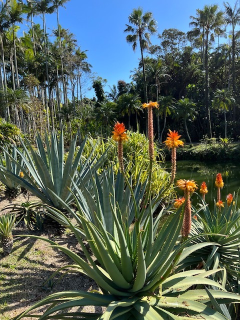 美らヤシパークオキナワ・東南植物楽園_d0043390_23363016.jpeg