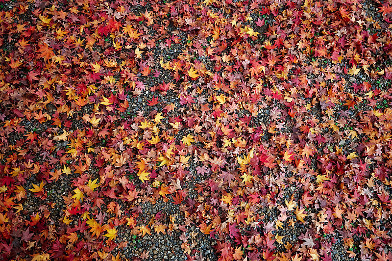 2022年京都の紅葉＠松ヶ崎　妙円寺_f0032011_07422674.jpg