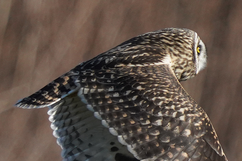 コミミズクとオジロビタキとベニ_d0067451_10154574.jpg