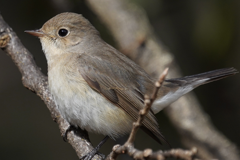 コミミズクとオジロビタキとベニ_d0067451_10162966.jpg