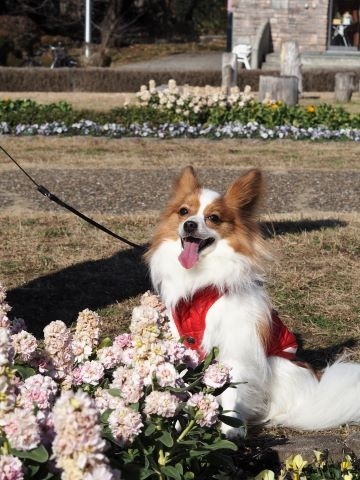 テクテクお散歩♪緑地公園　梅の花が咲き始めてたよ_e0364975_11271851.jpg