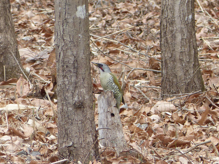 初見鳥オンパレード！前編_f0296312_22564023.jpg