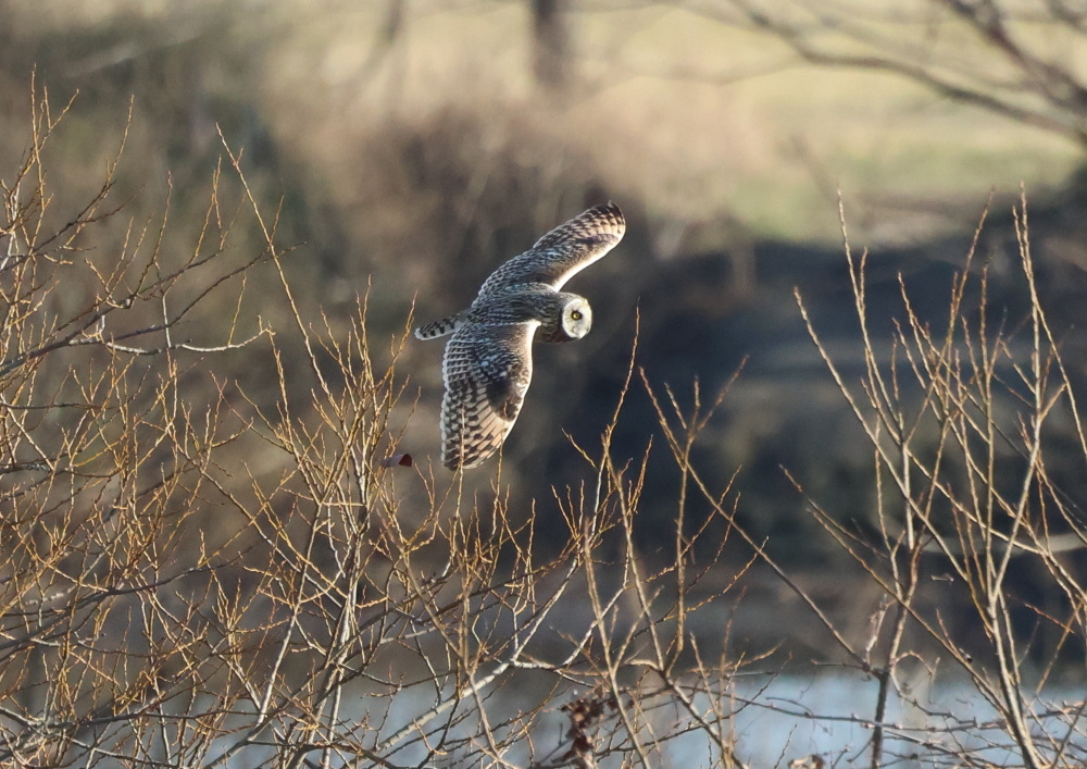 コミミズクー１_c0114159_15441617.jpg