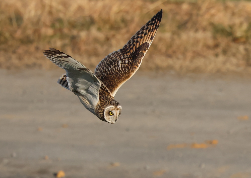 コミミズクー１_c0114159_15470941.jpg