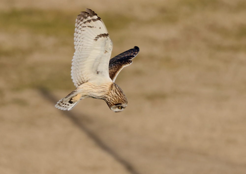 コミミズクー１_c0114159_15473506.jpg