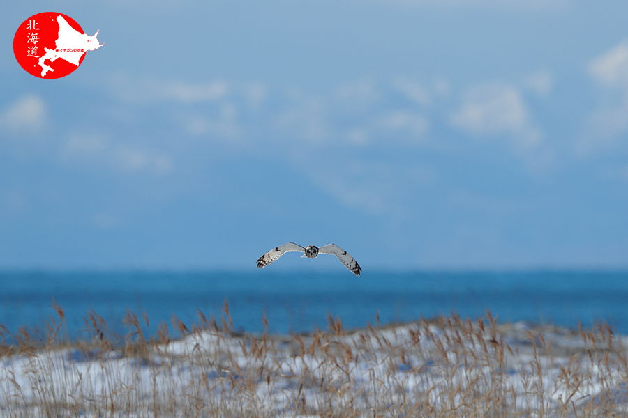 2023　北海道　コミミズク撮影 山、海、草原のステージ編_c0347559_19451167.jpg