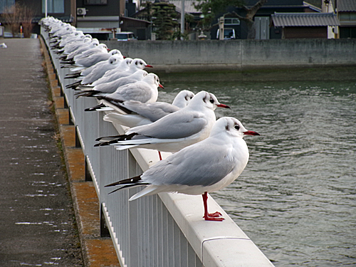 欄干のカモメ_e0066586_07353187.jpg