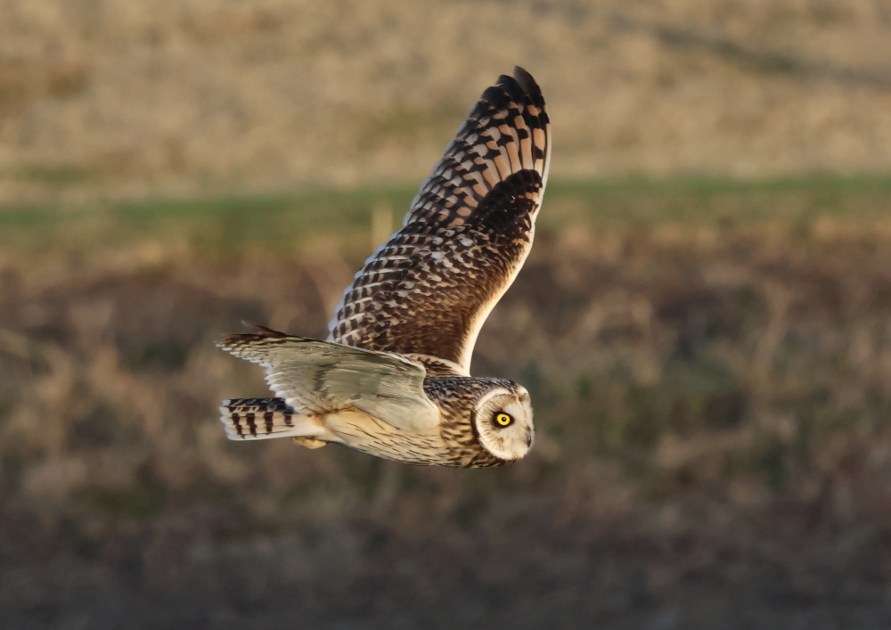 コミミズクー２_c0114159_20291041.jpg