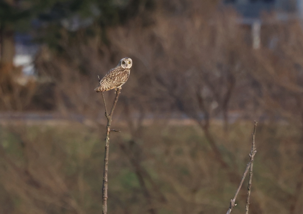 コミミズクー２_c0114159_20292953.jpg