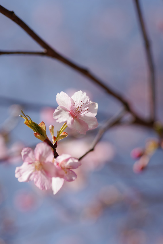 早咲き川津桜_d0176509_19405421.jpg