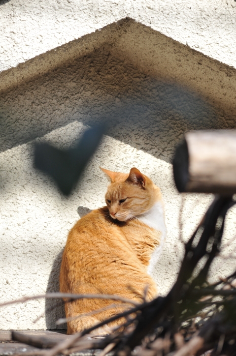 猫様と4人の下僕たち　写真展　富士フイルム　WONDER PHOTO SHOP　猫の日イベント_f0050534_07361796.jpg