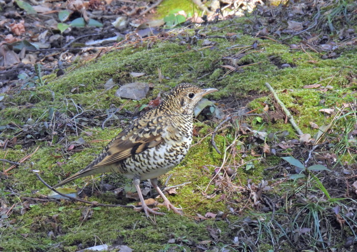 山城のトラツグミ　その２_f0239515_16462914.jpg