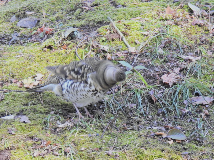 山城のトラツグミ　その２_f0239515_16473442.jpg