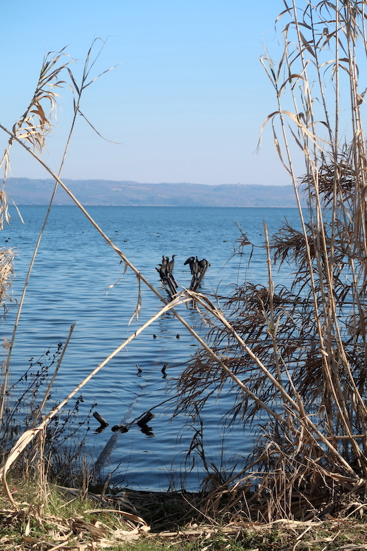 鵜の舞いとオオバン ボルセーナ湖に憩う水鳥_f0234936_23105127.jpg