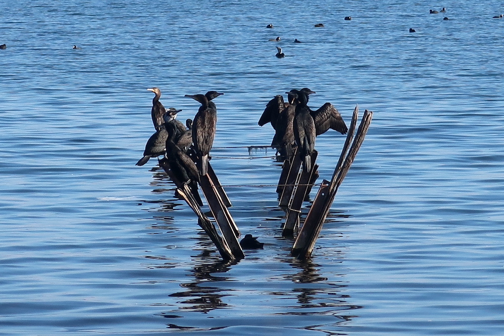 鵜の舞いとオオバン ボルセーナ湖に憩う水鳥_f0234936_23165009.jpg