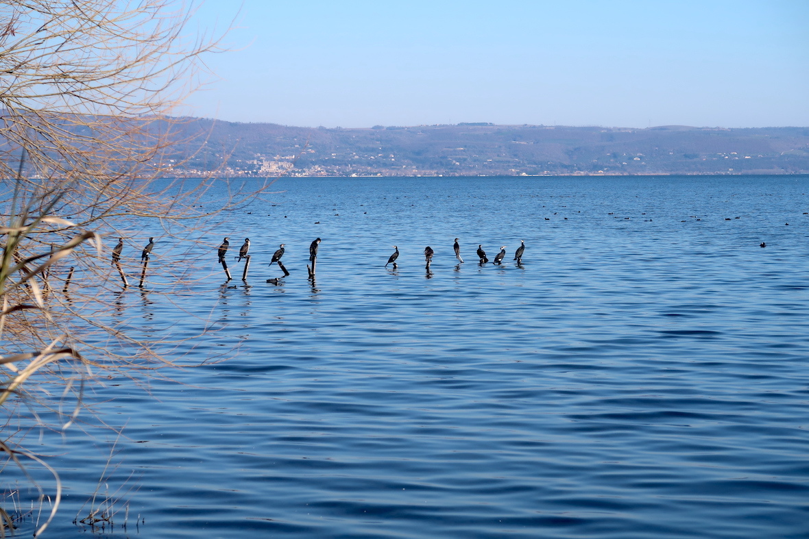 鵜の舞いとオオバン ボルセーナ湖に憩う水鳥_f0234936_23251136.jpg