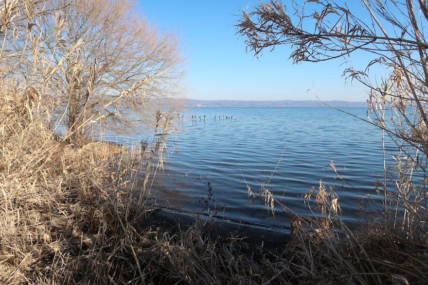 鵜の舞いとオオバン ボルセーナ湖に憩う水鳥_f0234936_23265255.jpg