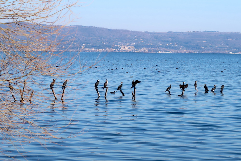 鵜の舞いとオオバン ボルセーナ湖に憩う水鳥_f0234936_23303592.jpg