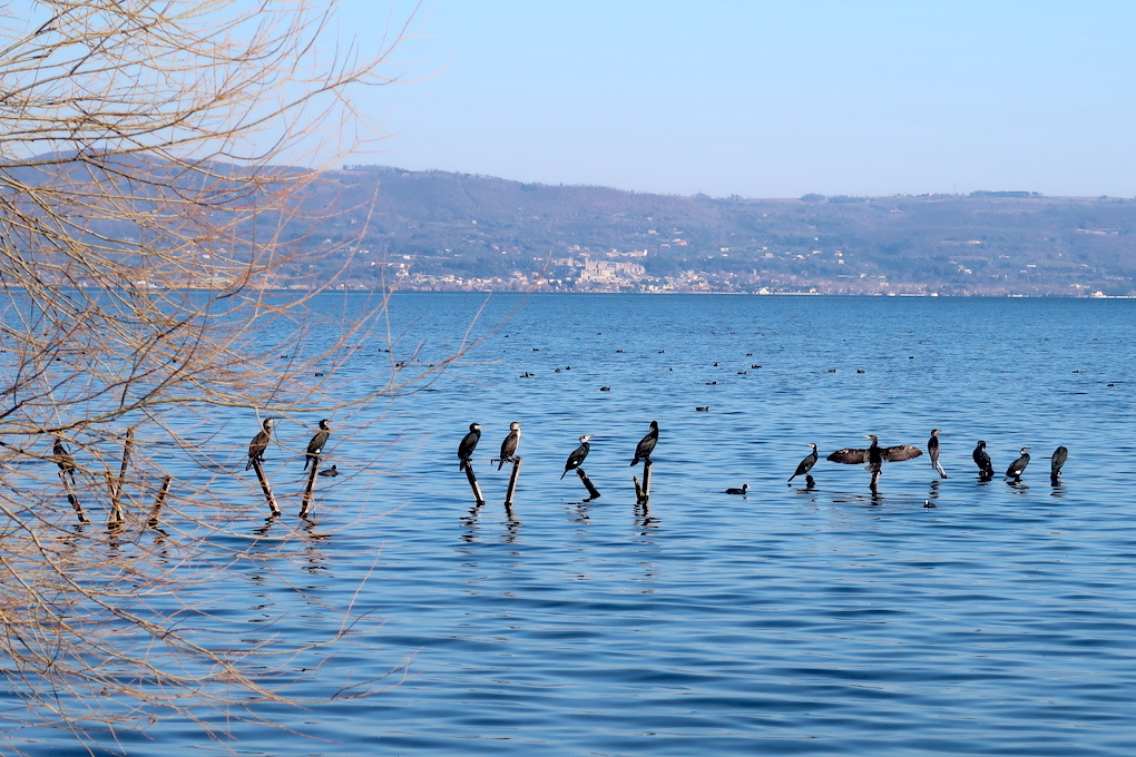 鵜の舞いとオオバン ボルセーナ湖に憩う水鳥_f0234936_23320449.jpg
