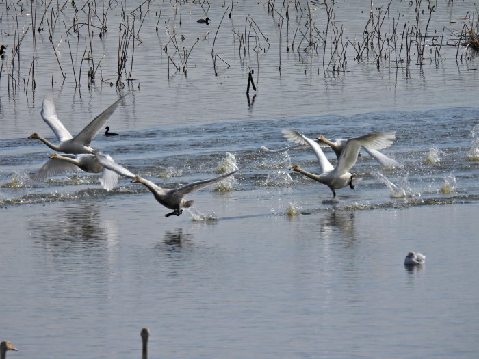 城沼のハクチョウ～多々良沼へ飛び出し_f0239515_19135464.jpg