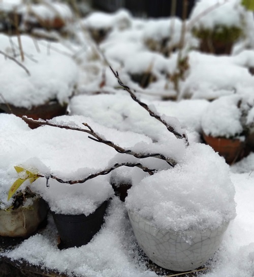 またもや、雪_b0352146_07154128.jpg