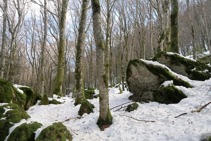 クロッカス咲く雪の森歩いてラヴェルナ修道院へ_f0234936_08204605.jpg