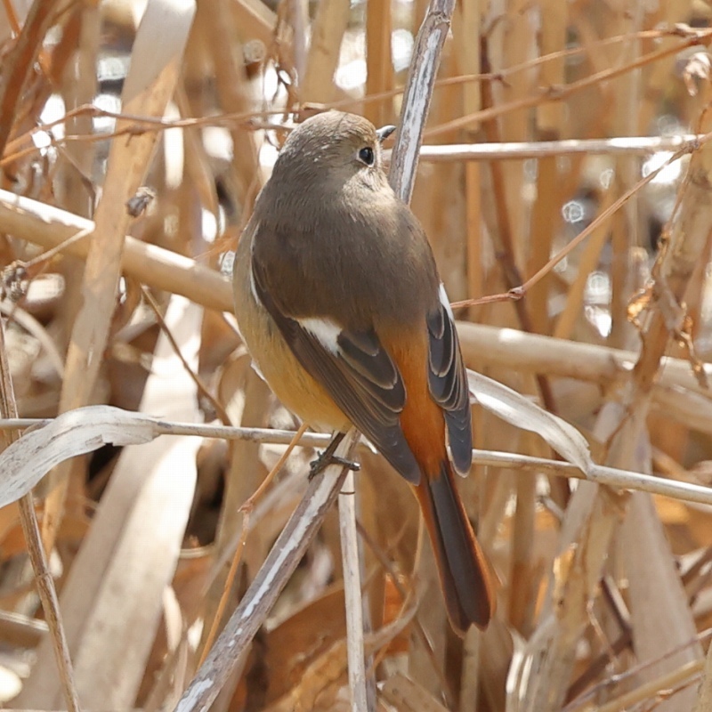 今季初撮りは「ウメジロー」でなく河津桜の「サクジロー」_b0291402_15494385.jpg