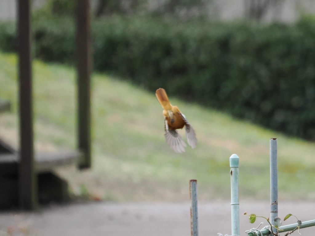 初めての野鳥撮影（後編）_d0052327_16342420.jpg