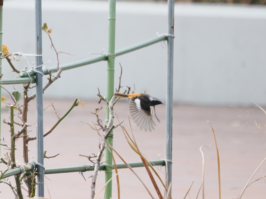 初めての野鳥撮影（後編）_d0052327_16404573.jpg