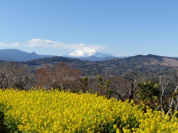 富士山の日なので吾妻山公園展望台から_f0296312_20560692.jpg