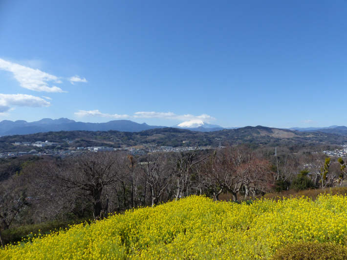富士山の日なので吾妻山公園展望台から_f0296312_22313540.jpg