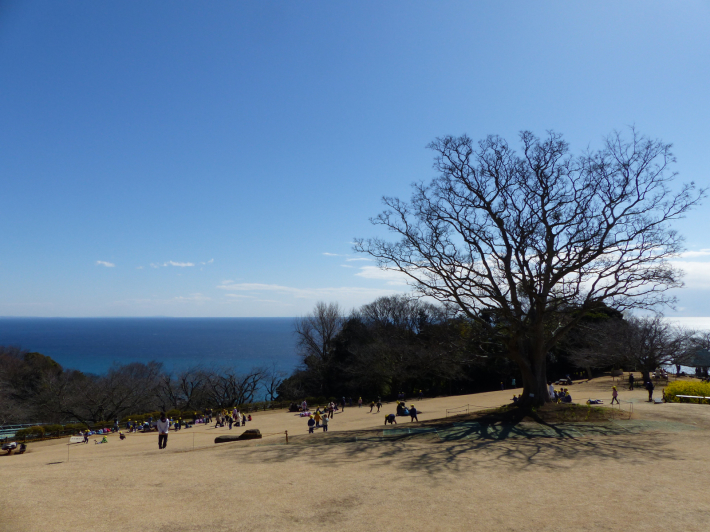 富士山の日なので吾妻山公園展望台から_f0296312_22352620.jpg