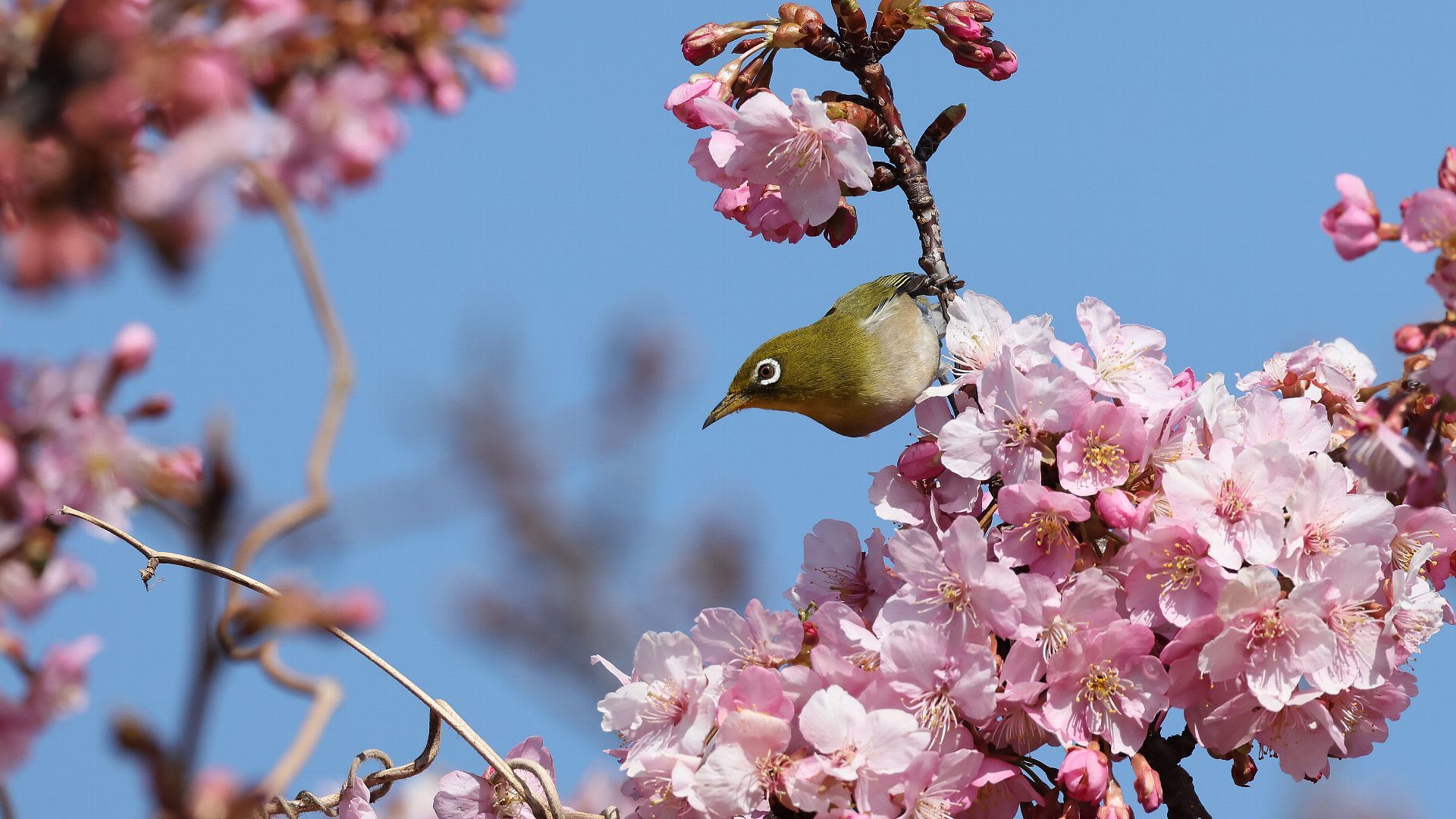 自宅そば小鮎川の河津桜にメジロ(2)　A Japanese white-eye on Kawazu cherry blossom at the Koayu River near my house_f0105570_17464997.jpg