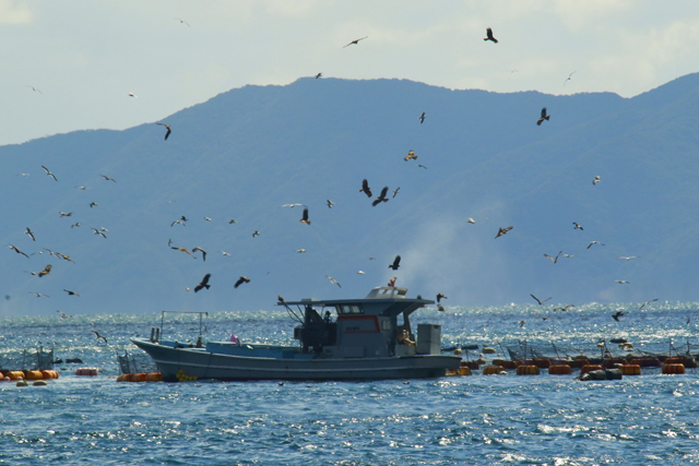 四浦半島の河津桜　      23/02/21_d0126577_17243042.jpg