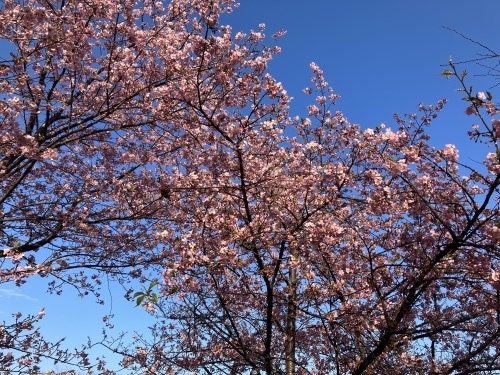 河津桜_a0078408_21392816.jpeg