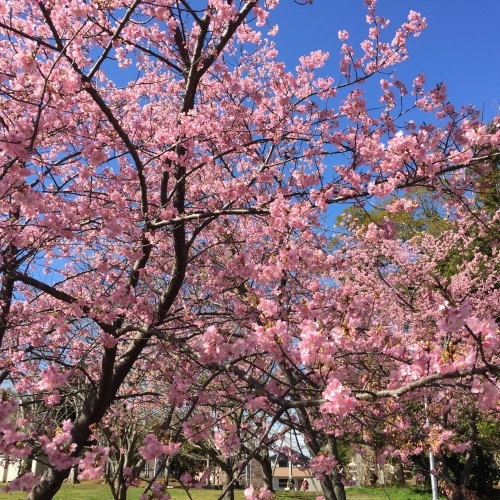 河津桜_a0078408_21432284.jpeg