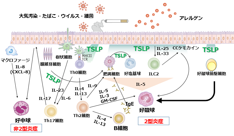 軽症喘息に対する吸入抗TSLP抗体エクレラリマブ_e0156318_21254558.png