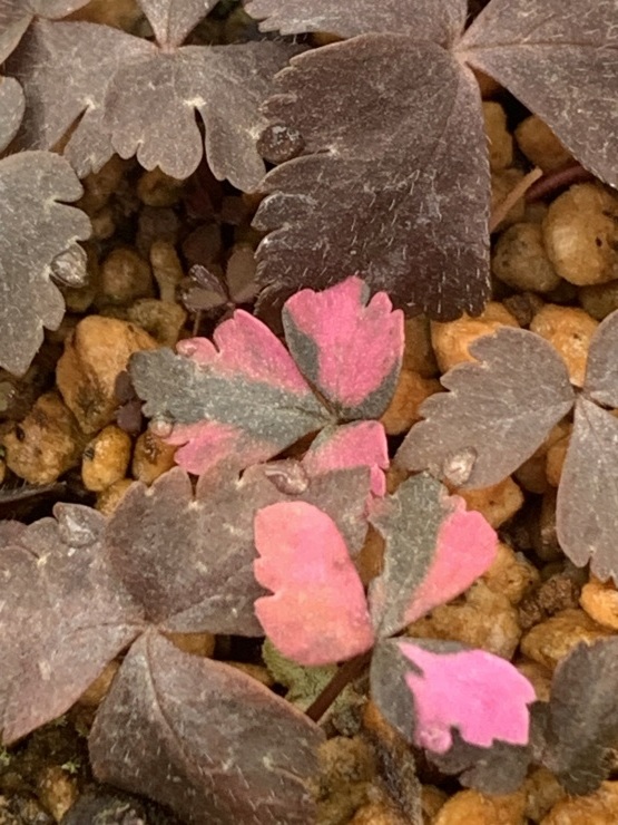 存在感のある濃桃ユキワリイチゲ　斑入り～園芸のいのうえ屋_f0321023_09571982.jpg