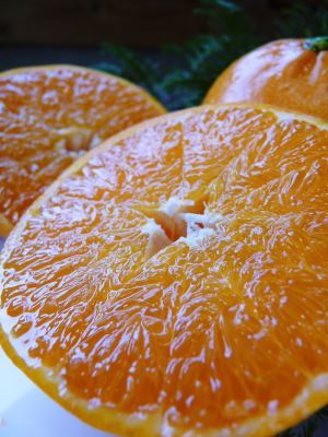 匠が育てた究極の柑橘『せとか』大好評販売中！令和6年の出荷をスタートしました！(前編)_a0254656_16504406.jpg