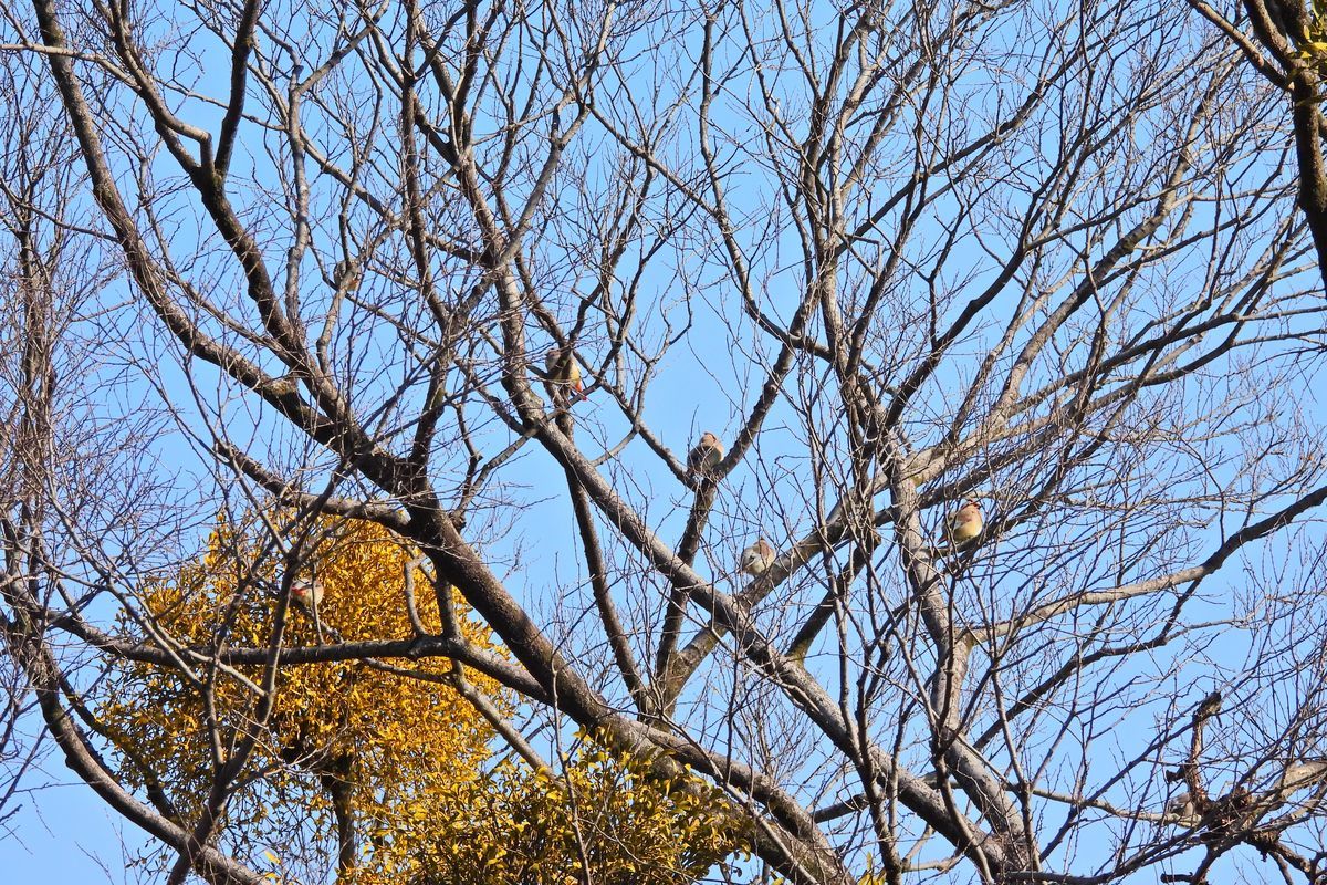 大室公園情報：やっと出会えたキレンジャク！　今日２月２６日は私的キレンジャク記念日にしよう！♪_a0031821_16545244.jpg