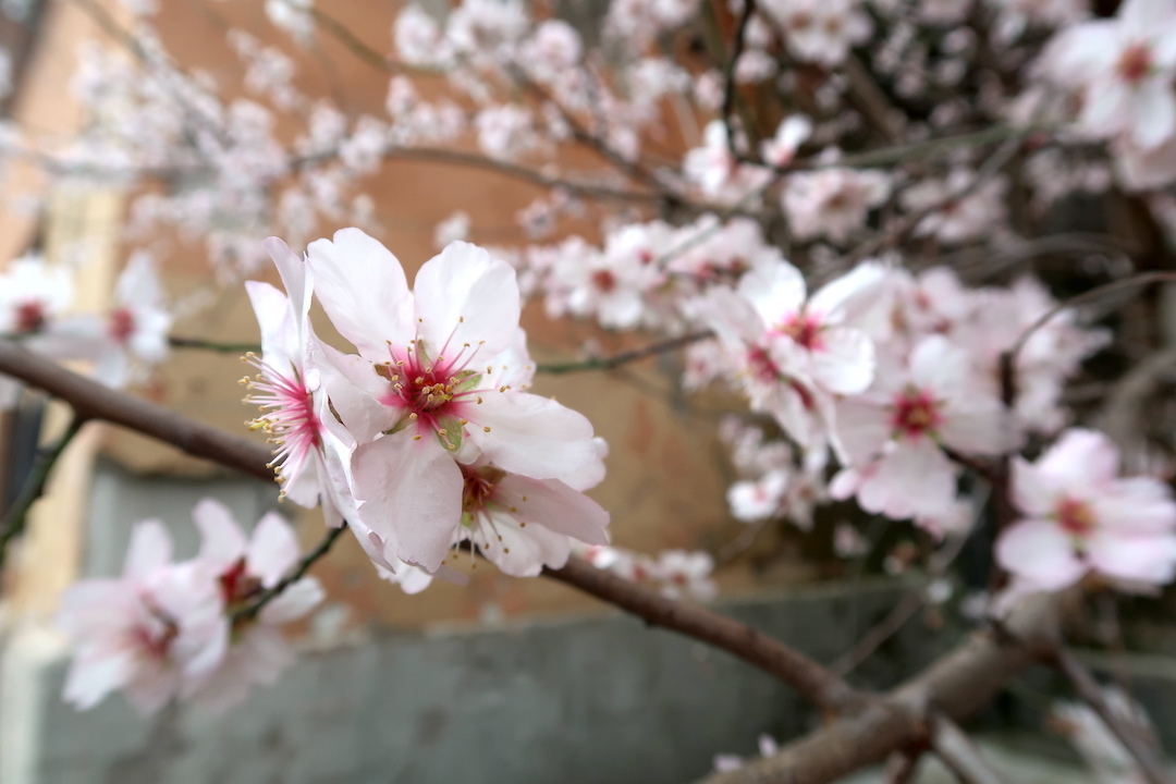 アーモンド・椿咲き春近しオルヴィエート_f0234936_04150902.jpg