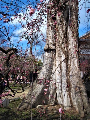 【京都】北野天満宮へ梅を_f0379049_18324374.jpg