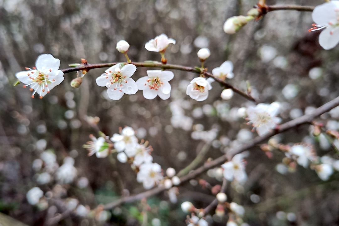 雨に歩けば花咲きイノシシに会うペルージャ散歩道_f0234936_23563434.jpg