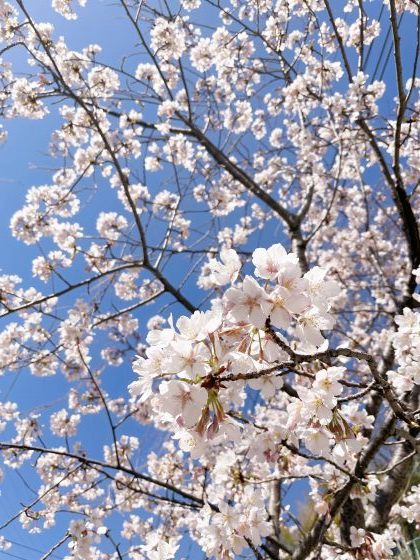 2/26(日)、NC700Sで近場の早咲き桜めぐり_e0045768_21141541.jpg