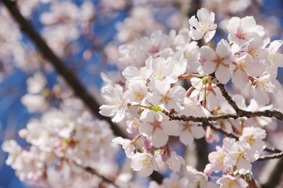 2/26(日)、NC700Sで近場の早咲き桜めぐり_e0045768_21172818.jpg